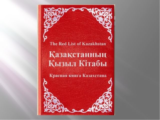 Презентация "Животные. Кто спрятался"