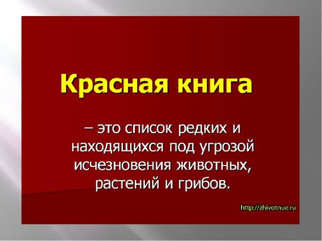 Презентация "Животные. Кто спрятался"