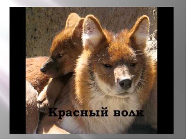 Презентация "Животные. Кто спрятался"