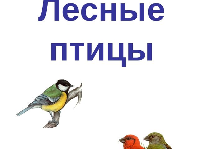 Презентация по ФЦКМ на тему "Лесные птицы".