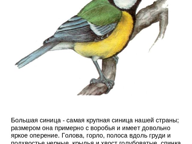 Презентация по ФЦКМ на тему "Лесные птицы".