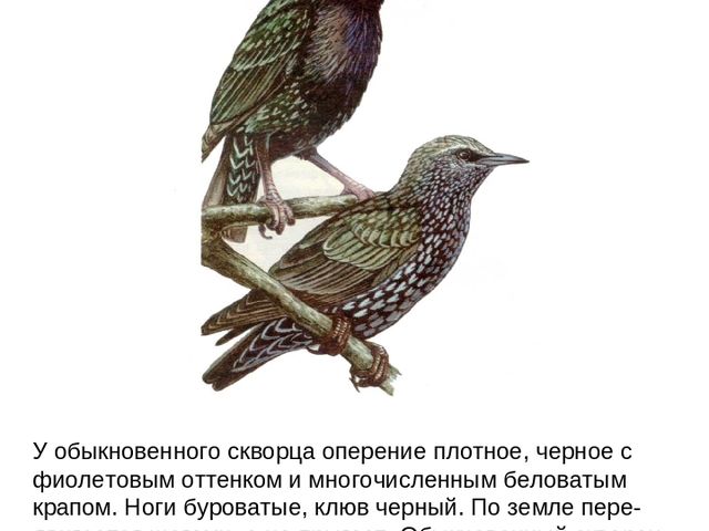 Презентация по ФЦКМ на тему "Лесные птицы".