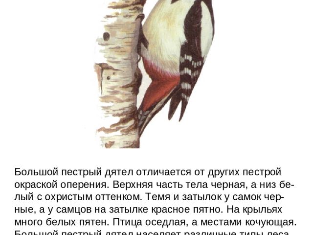 Презентация по ФЦКМ на тему "Лесные птицы".