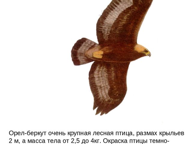 Презентация по ФЦКМ на тему "Лесные птицы".
