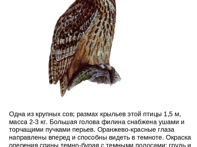 Презентация по ФЦКМ на тему "Лесные птицы".