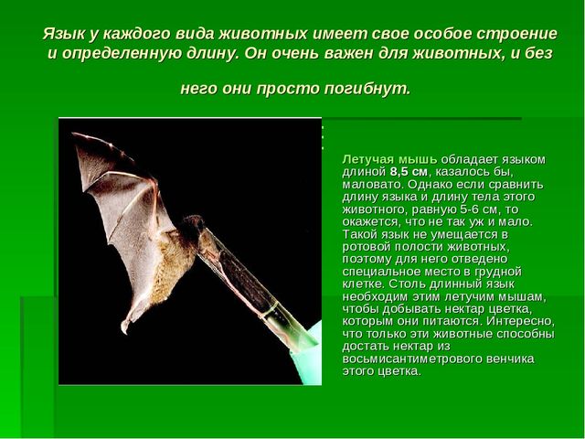 Презентация для занятий по познанию на тему "Языки" подготовительная к школе группы