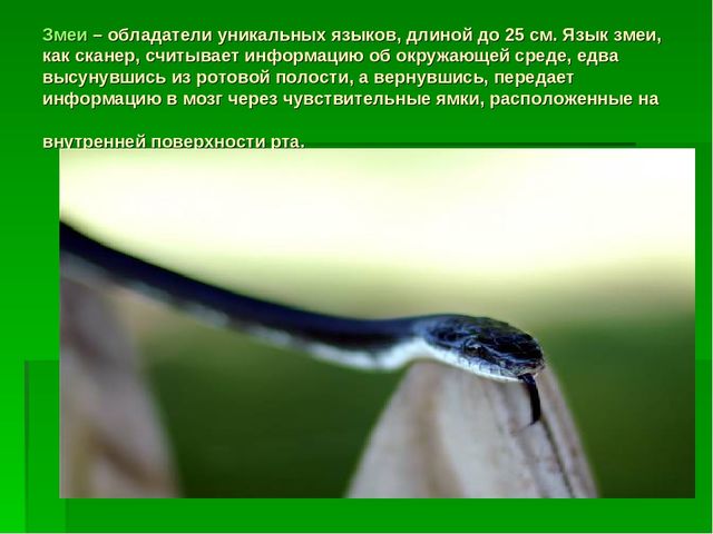 Презентация для занятий по познанию на тему "Языки" подготовительная к школе группы