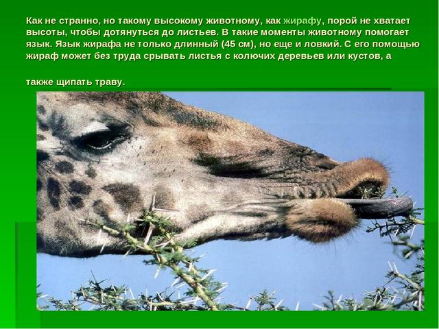 Презентация для занятий по познанию на тему "Языки" подготовительная к школе группы