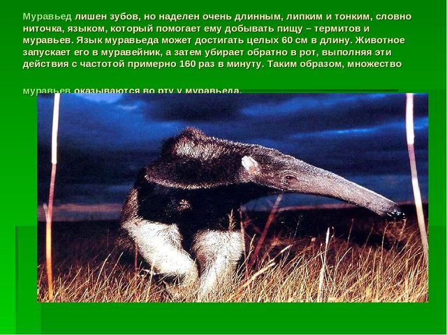 Презентация для занятий по познанию на тему "Языки" подготовительная к школе группы
