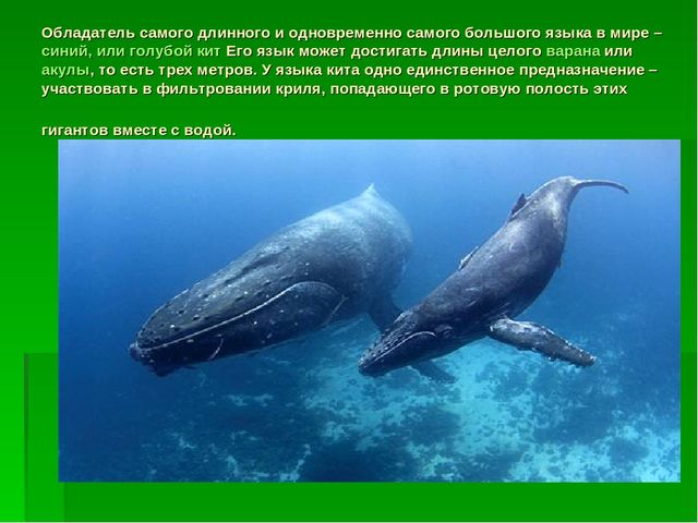 Презентация для занятий по познанию на тему "Языки" подготовительная к школе группы