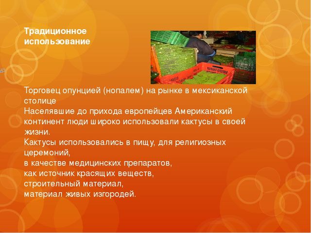 Презентация для дошкольной группы "Кактусы".