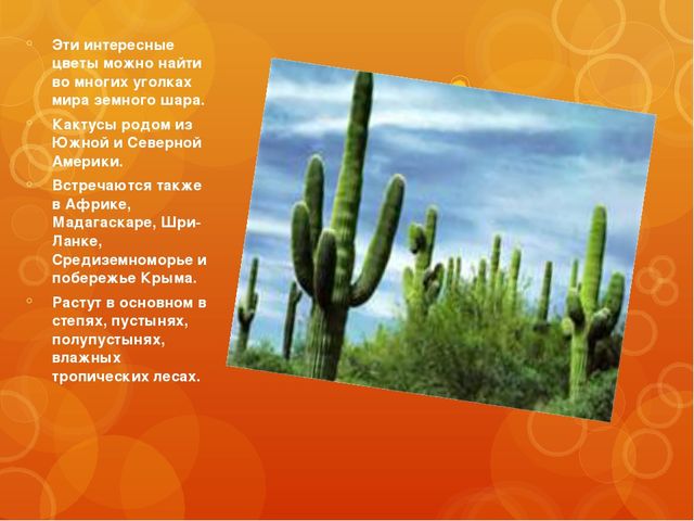 Презентация для дошкольной группы "Кактусы".
