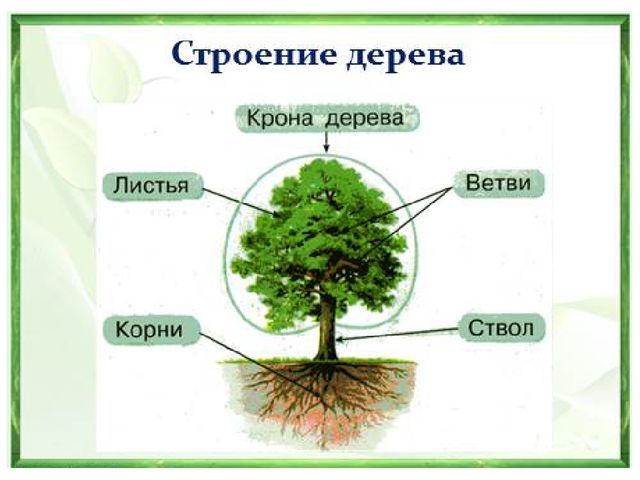 Презентация на тему "Деревья"(средняя группа)