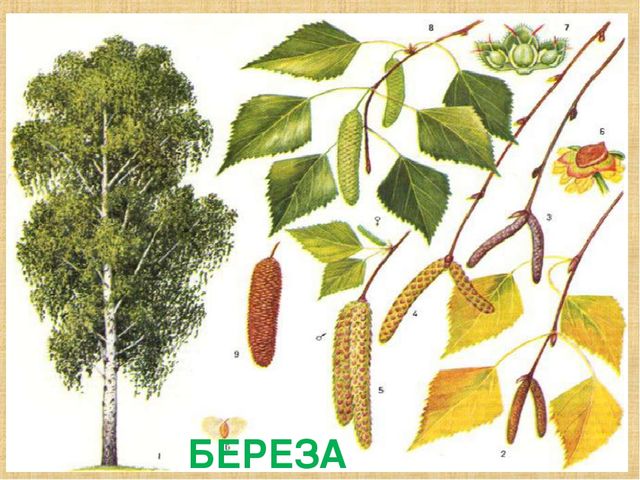 Презентация на тему "Деревья"(средняя группа)
