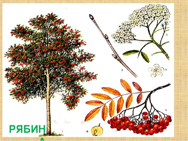 Презентация на тему "Деревья"(средняя группа)