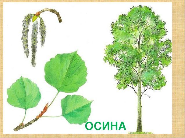 Презентация на тему "Деревья"(средняя группа)