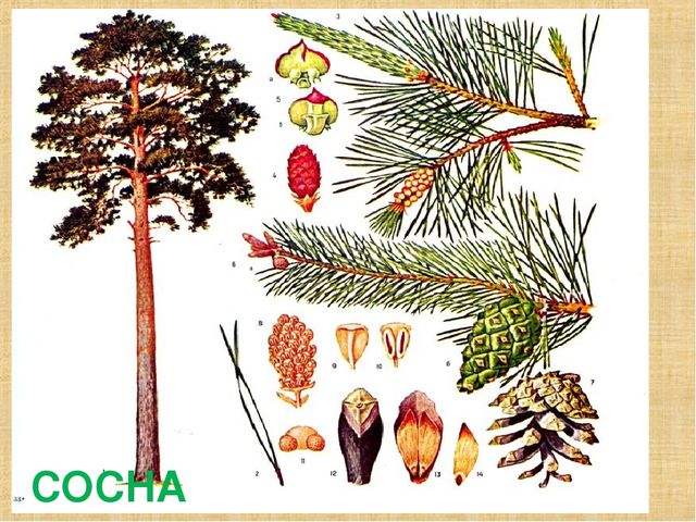 Презентация на тему "Деревья"(средняя группа)