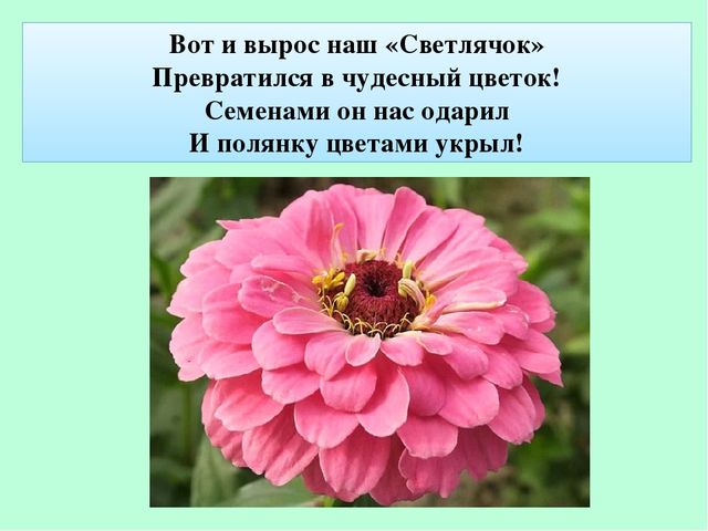 Презентация по экологическому воспитанию "Полянка Светлячок"