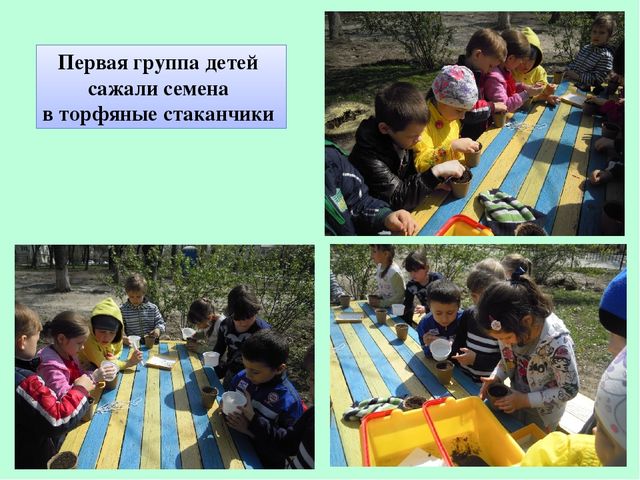 Презентация по экологическому воспитанию "Полянка Светлячок"
