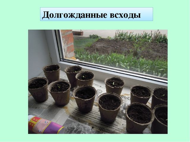 Презентация по экологическому воспитанию "Полянка Светлячок"