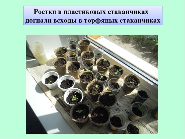 Презентация по экологическому воспитанию "Полянка Светлячок"