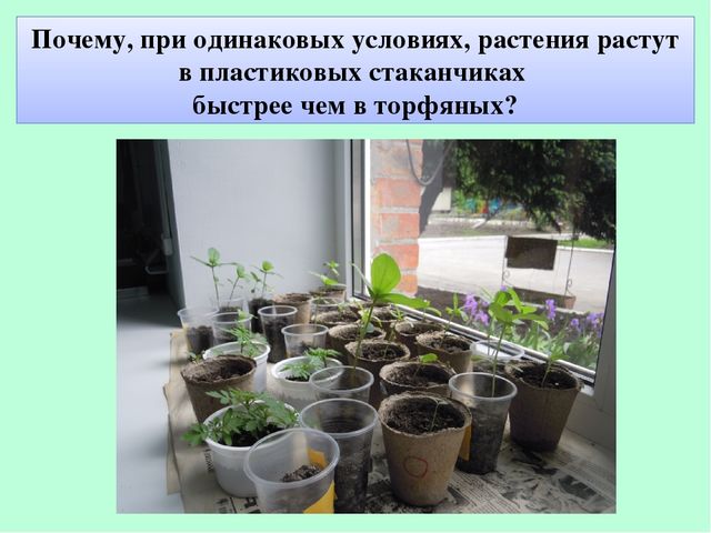 Презентация по экологическому воспитанию "Полянка Светлячок"