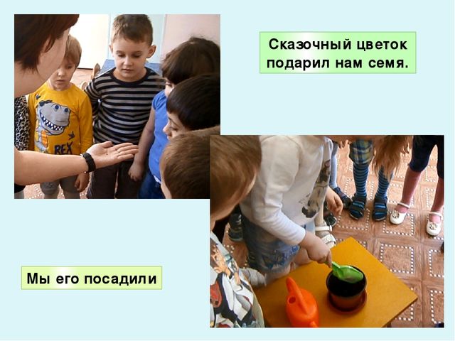 Презентация по экологическому воспитанию в ДОУ "Комнатные растения"