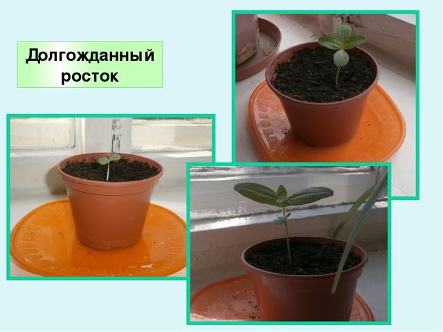 Презентация по экологическому воспитанию в ДОУ "Комнатные растения"