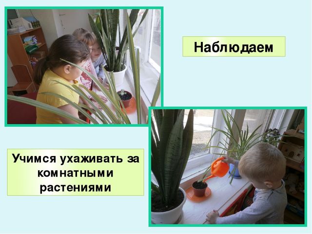 Презентация по экологическому воспитанию в ДОУ "Комнатные растения"