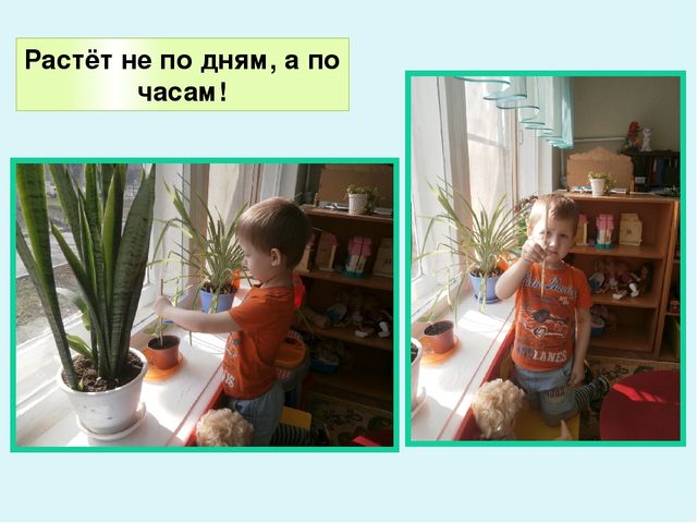 Презентация по экологическому воспитанию в ДОУ "Комнатные растения"