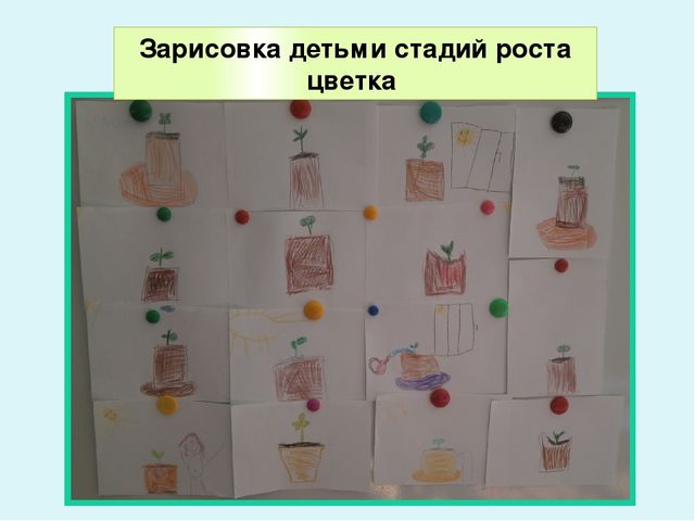 Презентация по экологическому воспитанию в ДОУ "Комнатные растения"