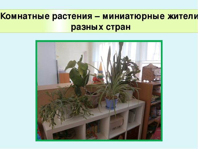 Презентация по экологическому воспитанию в ДОУ "Комнатные растения"
