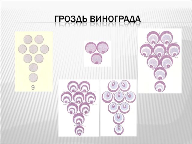 Знакомство дошкольников с городетской росписью