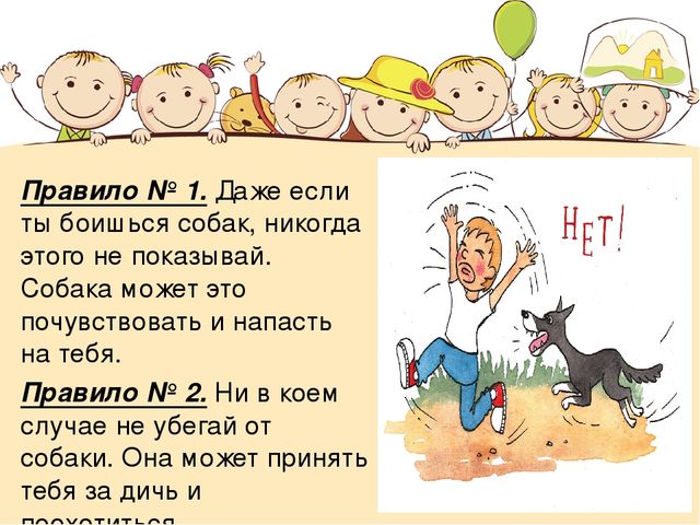 Правила безопасности при контакте с животными