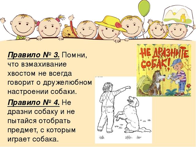 Правила безопасности при контакте с животными