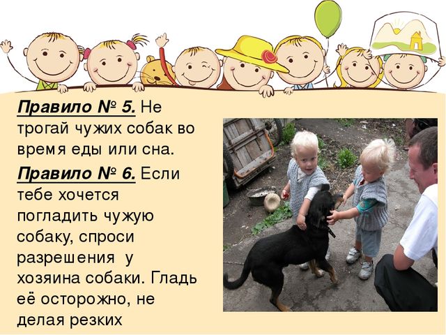 Правила безопасности при контакте с животными