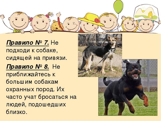 Правила безопасности при контакте с животными