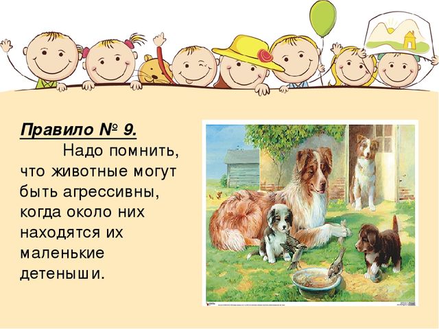 Правила безопасности при контакте с животными