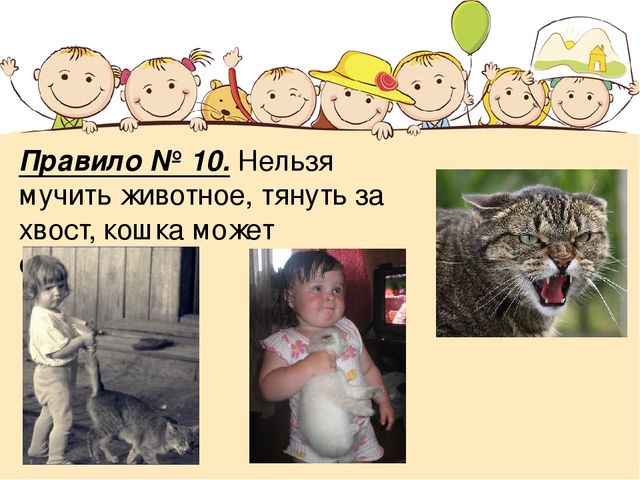 Правила безопасности при контакте с животными