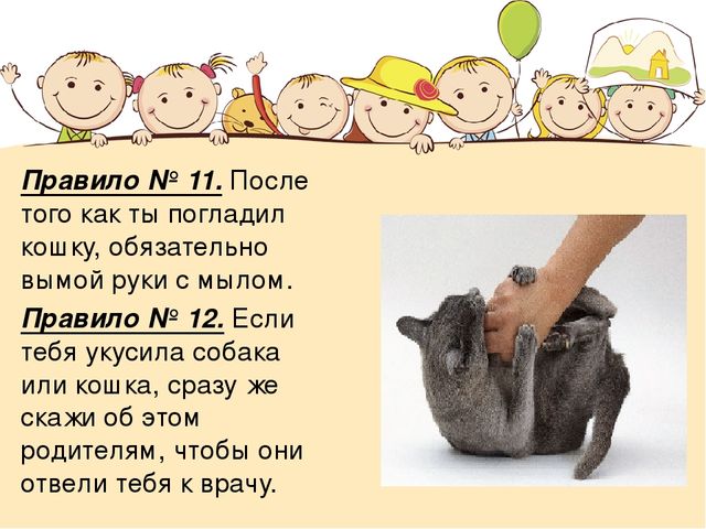 Правила безопасности при контакте с животными