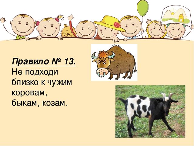 Правила безопасности при контакте с животными