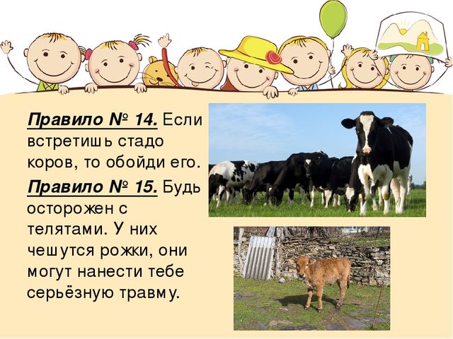 Правила безопасности при контакте с животными