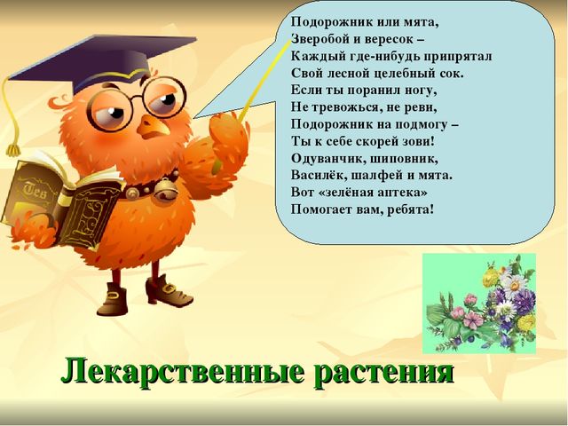 Презентация по экологии Зеленая аптека Сокольского района