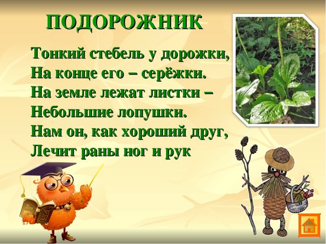 Презентация по экологии Зеленая аптека Сокольского района