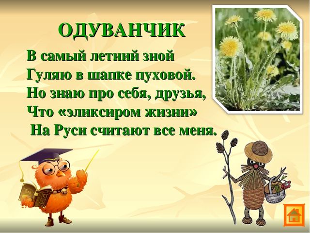 Презентация по экологии Зеленая аптека Сокольского района