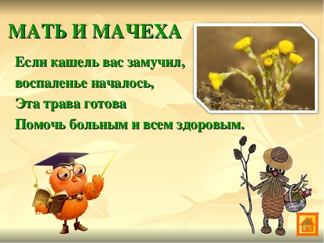 Презентация по экологии Зеленая аптека Сокольского района