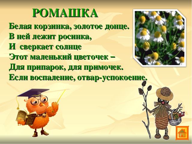 Презентация по экологии Зеленая аптека Сокольского района