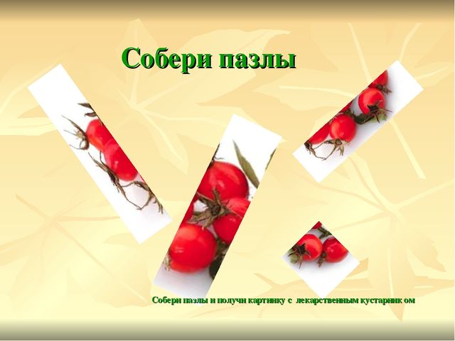 Презентация по экологии Зеленая аптека Сокольского района