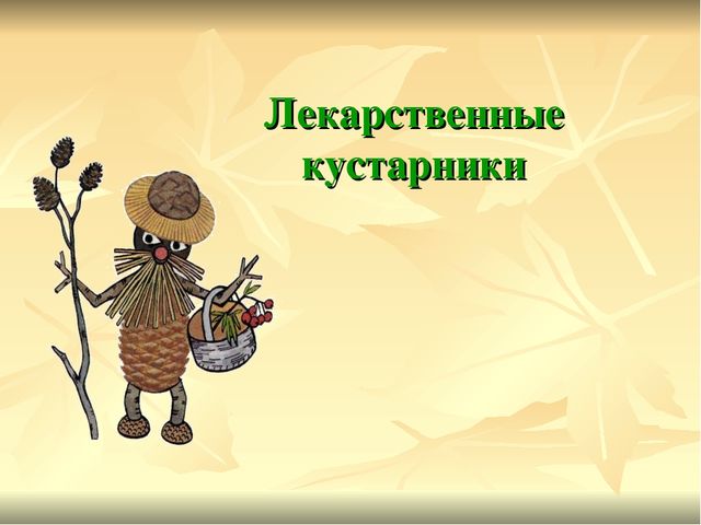 Презентация по экологии Зеленая аптека Сокольского района