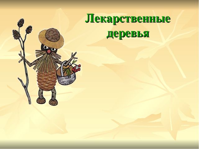 Презентация по экологии Зеленая аптека Сокольского района
